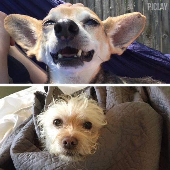 Meet your Posher, Chelsea - Picture 7 of 7